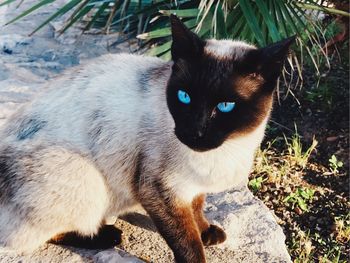 Close-up portrait of black cat outdoors