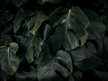 Monstera green leaves in dark tones, background or green leafy tropical forest patterns.