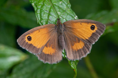 Close-up of butterfly on flower