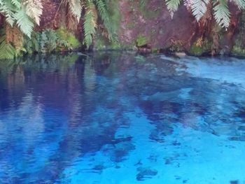 Reflection of trees in water