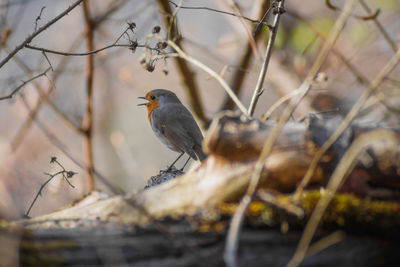 Close-up of bird perching on branch