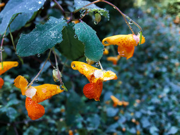 Close-up of wet orange growing on plant