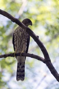 Low angle view of eagle perching on branch