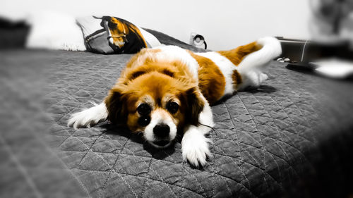 Portrait of dog resting on floor