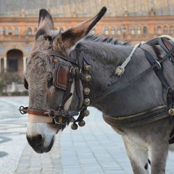 Donkey in a city