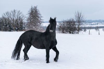 Friesian stallion in winter field. black friesian horse in winter.