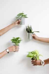 Potted plant on table against white background