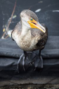 Close-up of bird