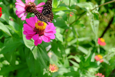 Close-up of butterfly pollinating on pink flower