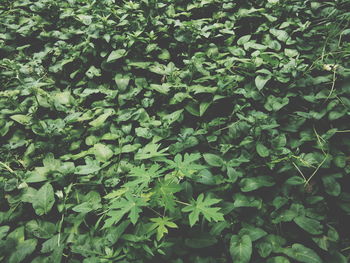 Full frame shot of green leaves