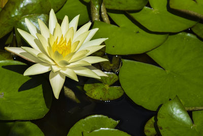 Close-up of lotus water lily in lake