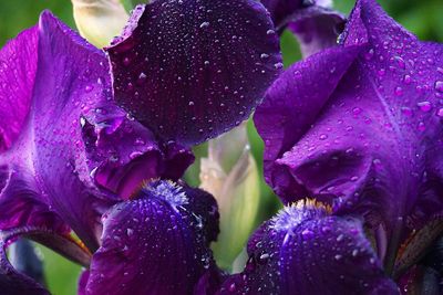 Close-up of wet purple flowers blooming outdoors