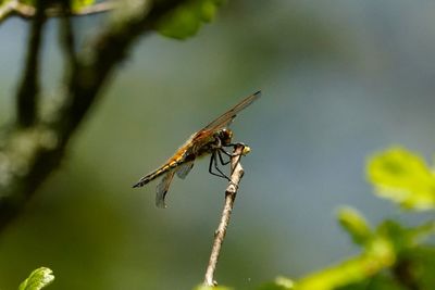 Close-up of insect on flower