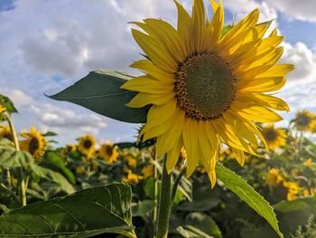 sunflower