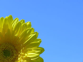 Close-up of yellow flowering plant against blue sky