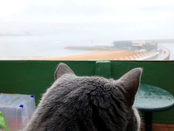 Close-up of horse by sea against sky