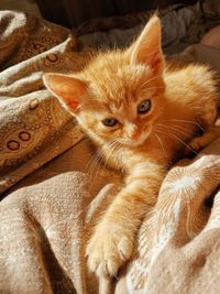 High angle view of cat at home