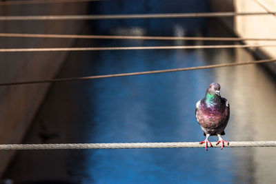 Close-up of pigeon perching on railing