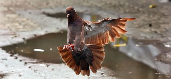 Close-up of pigeon flying over wet street