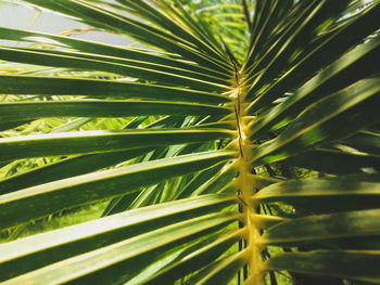 Full frame shot of palm tree