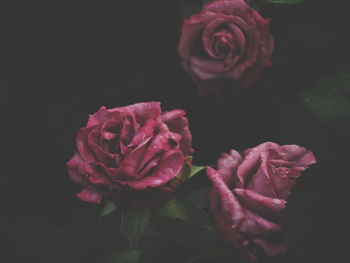 Close-up of red roses blooming outdoors