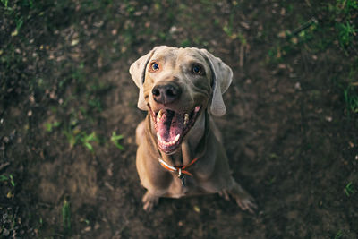 High angle portrait of a dog on field