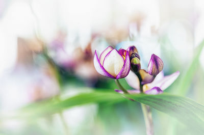 Close-up of pink flowering plant