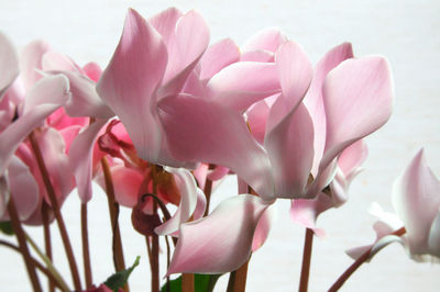 Close-up of pink flowers