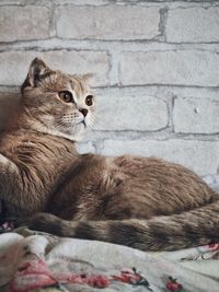 Cat sitting on bed