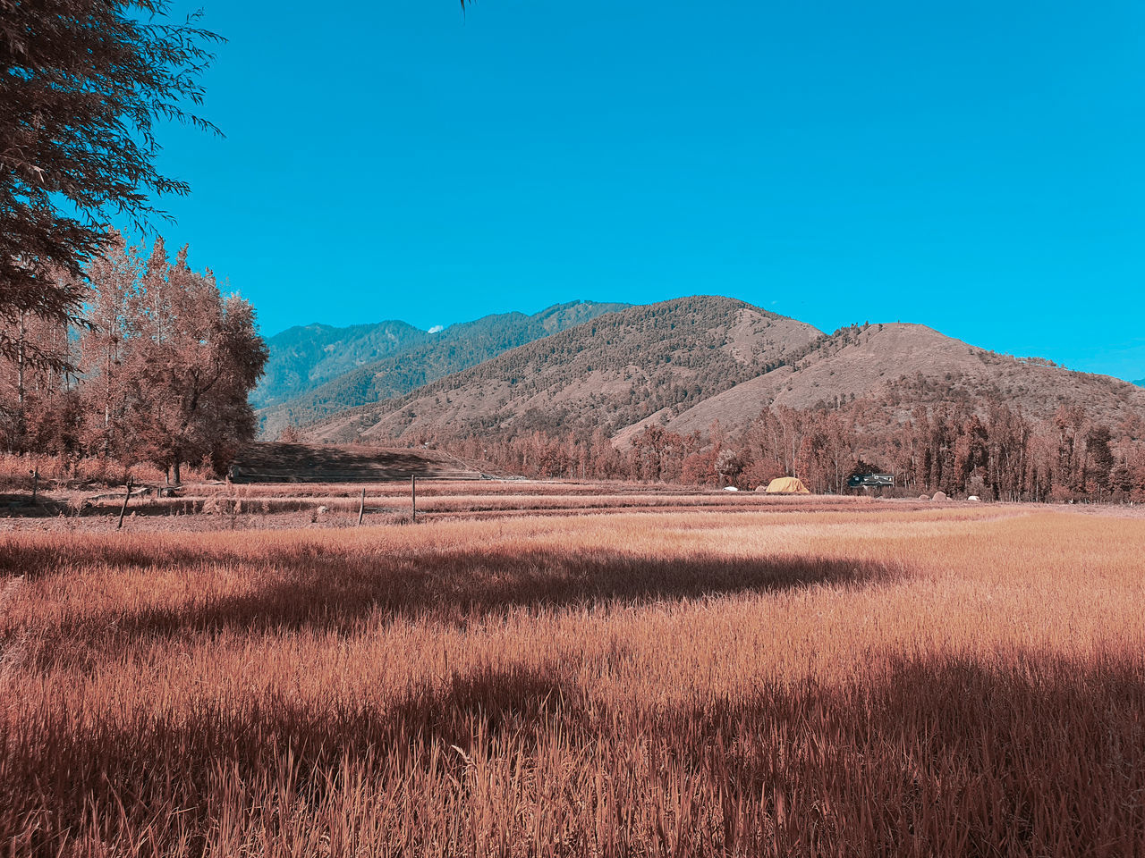 SCENIC VIEW OF FIELD AGAINST BLUE SKY