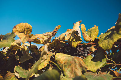 Low angle view of flowering plants against clear blue sky