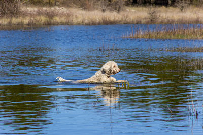 Dog swimming in lake