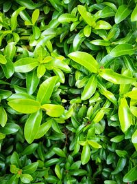 Full frame shot of green leaves