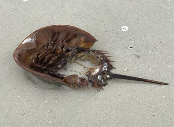 High angle view of crab