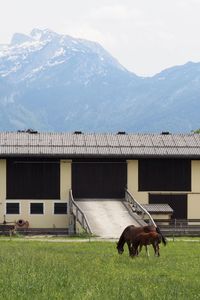 Horse standing on field against mountain range