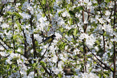 White flowers on tree branch