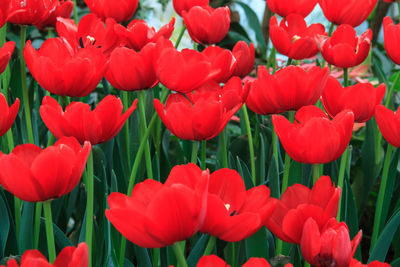 Close-up of red tulips in field