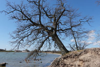 Bare tree by lake against sky