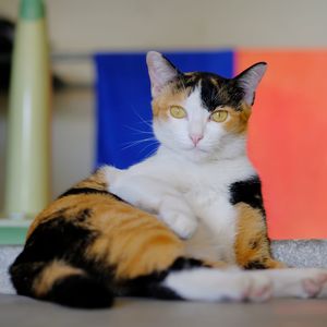 Close-up portrait of a cat