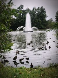 Swan in lake