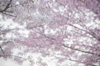 Low angle view of cherry blossom tree