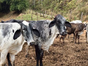 Cows standing on field