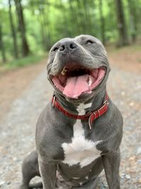 Close-up portrait of a dog