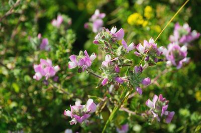 Close-up of pink flowers blooming outdoors