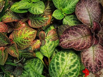 Full frame shot of fresh green leaves