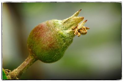 Close-up of fruit on plant