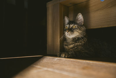 Portrait of cat sitting on floor