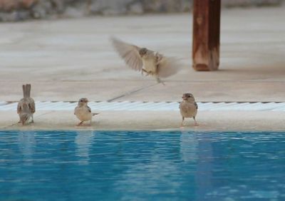 Ducks in water