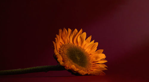 Close-up of yellow flower against black background