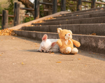 View of stuffed toy on footpath